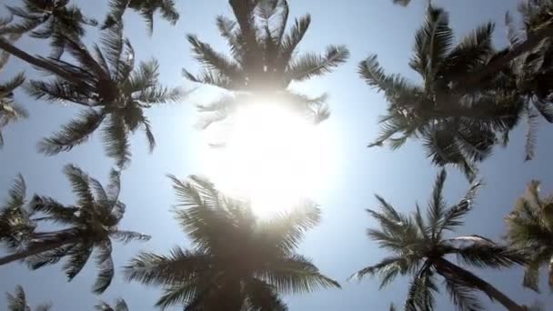 Пальмы Восхода Солнца Линзы Вспыхивают Через Пальмовые Листья Красивом Голубом — стоковое видео