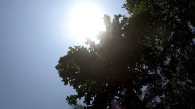 Bitki örtüsü ve güneş ışınları ile yeşil ağaçlar için araba alttan görünüm