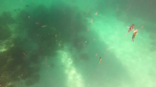 Underwater Andaman Sea Fish Phuket Thailand — Stock Video