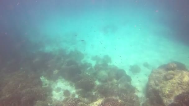 Mer Andaman Sous Marine Avec Poissons Phuket — Video