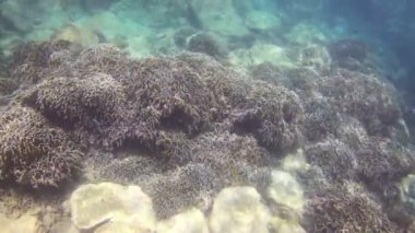 Tayland çeşitli mercan resifleri suyun altında