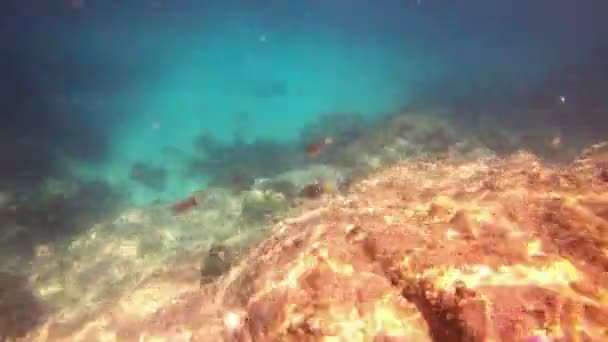 Underwater Scene Phuket Thailand — Stock Video