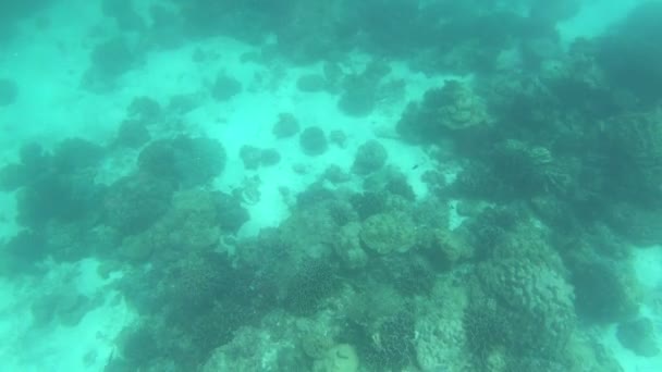 Varios Arrecifes Coral Peces Tailandia Bajo Agua — Vídeo de stock