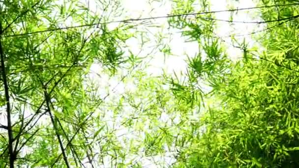 Naturale Sfondo Foglia Bambù — Video Stock