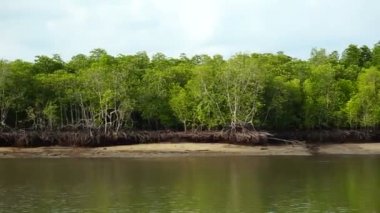 mangrov ormanları Tayland