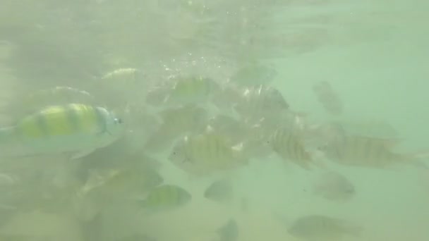 4K Groupe de poissons à la mer d'Andaman 