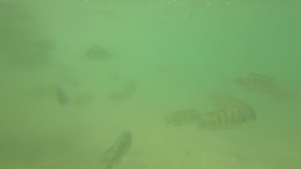 Группа Рыб Андаманском Море Таиланд — стоковое видео
