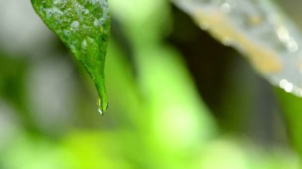 Blatt Mit Tropfen Regenwasser Mit Grünem Hintergrund — Stockvideo