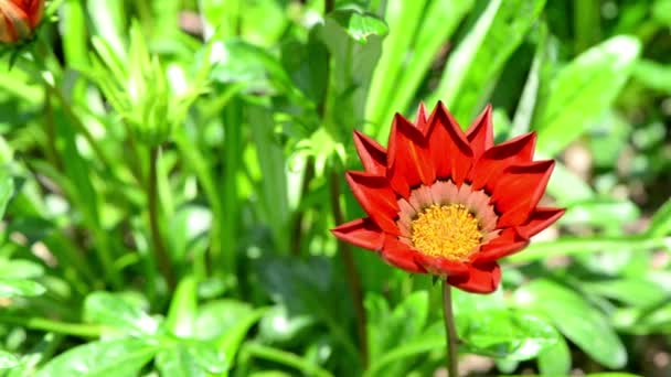 Güzel Renkli Kırmızı Turuncu Sarı Gazania Çiçekleri Baharda Bahçede — Stok video