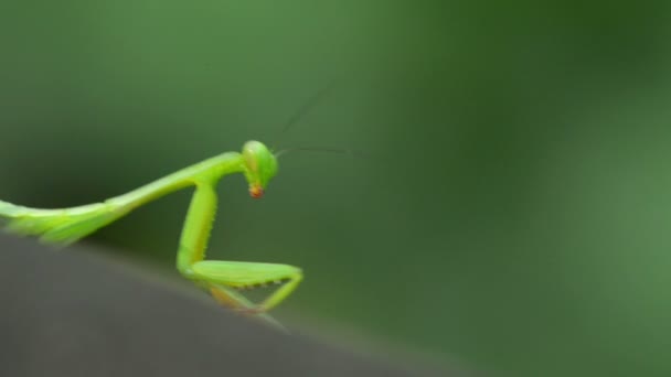 Makroaufnahme Einer Heuschrecke Einem Garten — Stockvideo