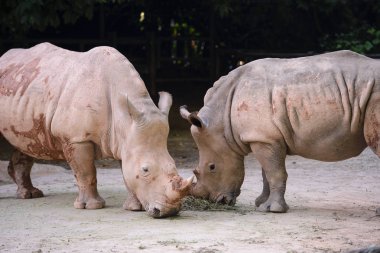 İki Afrikalı beyaz rhino