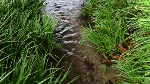 Closeup Brook Clear Water Green Grass — Stock Video