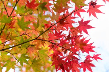 Çok renkli Japon akçaağaç yaprakları arka planda