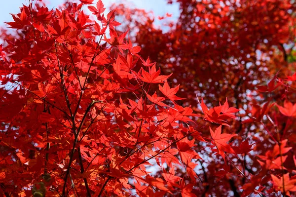 Giapponese Rosso Acero Foglie Sfondo — Foto Stock