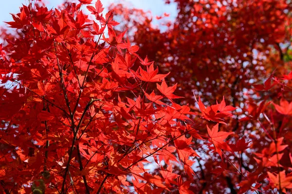 Japán Piros Juhar Levelek Háttér — Stock Fotó