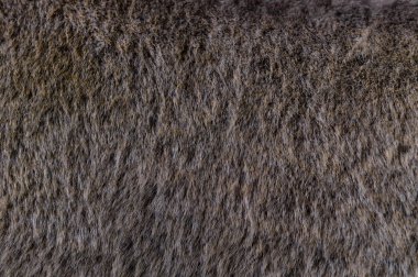 Gray fluffy fur texture patterns background