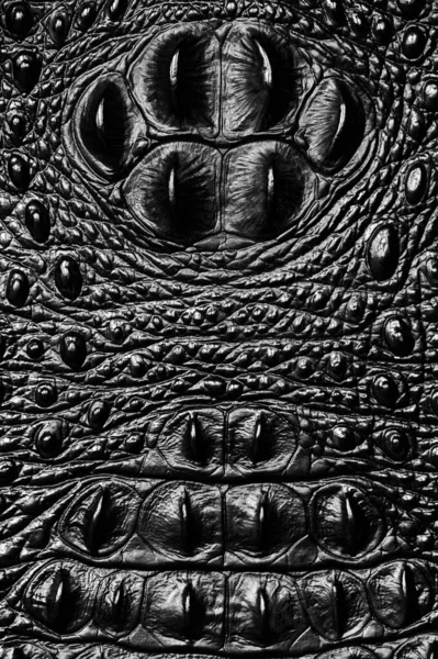 Skóra Krokodyla — Zdjęcie stockowe