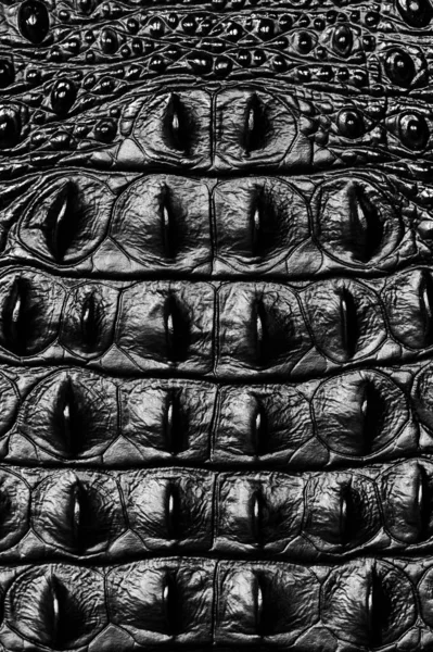 Black Crocodile Bone Skin Texture — Stock Photo, Image