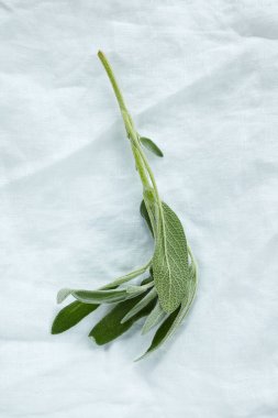 Beyaz arka planda bir adaçayı filizi