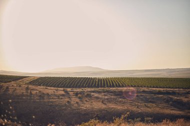 Batan güneşin altında sıralanmış üzüm bağları olan güzel bir manzara.