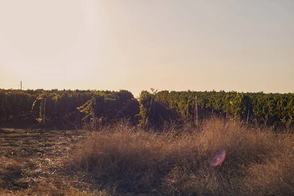 Belles rangées de vignes au soleil couchant — Photo