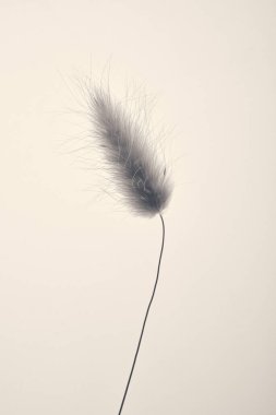 Üniformalı bir arkaplanda ince bir dal