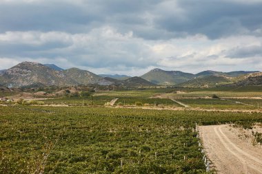 Arkasında dağ olan bir tarla.