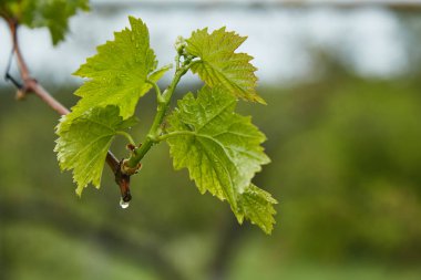 Yağmurdan sonra taze sarmaşık damlaları