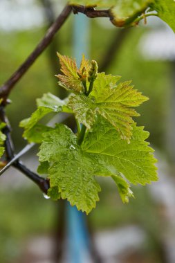 Yağmurdan sonra taze üzüm yaprağı