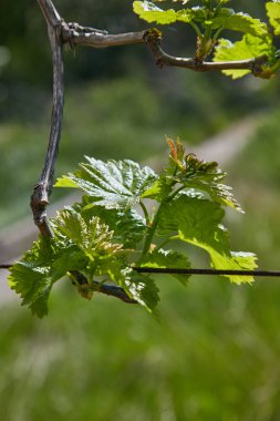 Güneşli bir günde bahçede taze asma