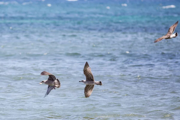 Oiseau Mouette Dessus Océan Lanzarote — Photo