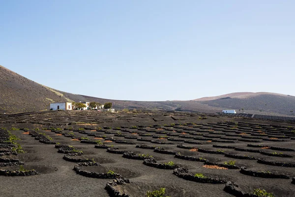 Geria Zona Vinicola Lanzarote Isole Canarie Spagna — Foto Stock