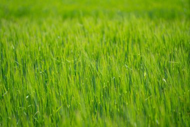 Baharda tarlada yeşil çimenler