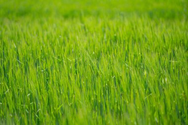 Baharda tarlada yeşil çimenler