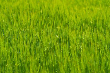 Baharda tarlada yeşil çimenler