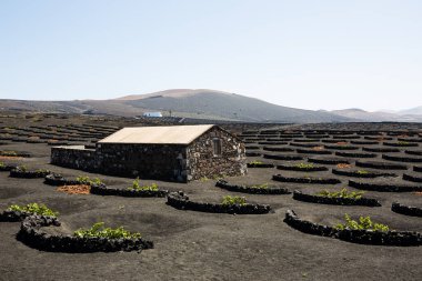 La Geria - Lanzarote 'deki Vinery bölgesi