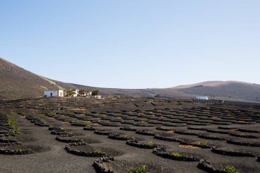 La Geria - Lanzarote 'deki Vinery bölgesi