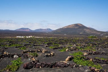 La Geria - Lanzarote 'deki Vinery bölgesi