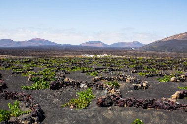 La Geria - Lanzarote 'deki Vinery bölgesi