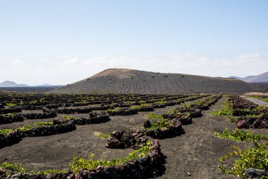 La Geria - Lanzarote 'deki Vinery bölgesi