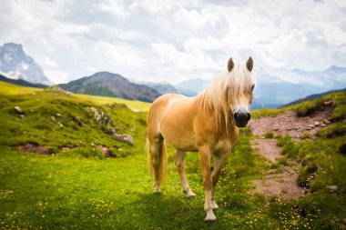 İtalyan Alplerinde at portresi