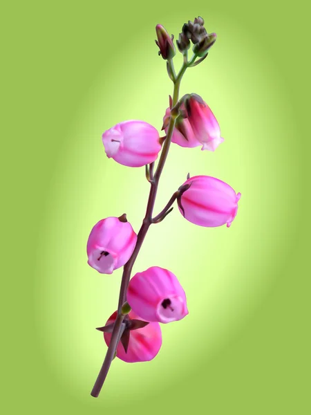 Fleur de bruyère St Dabeocs — Image vectorielle