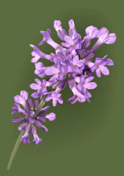 Fleurs de lavande sur vert — Image vectorielle