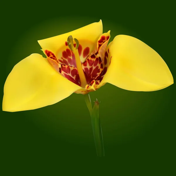 Tigridia (flor de pavão ) — Fotografia de Stock