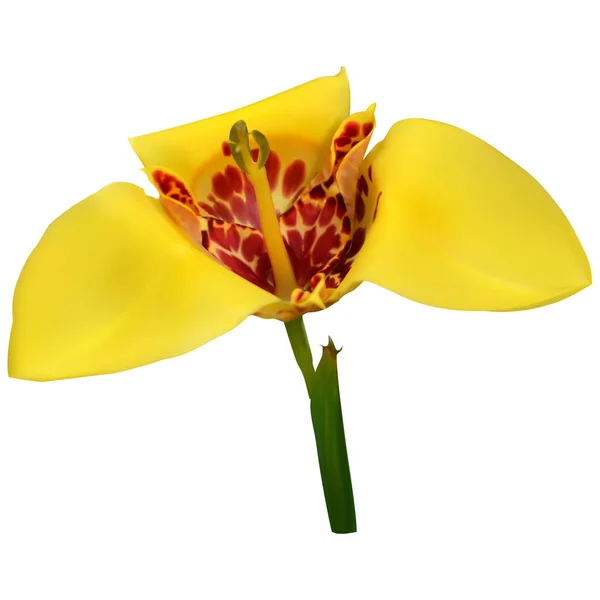 Tigridia (flor de pavo real ) — Vector de stock