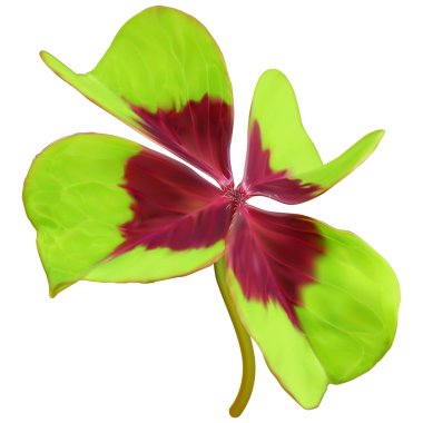 Şanslı yonca yaprağı