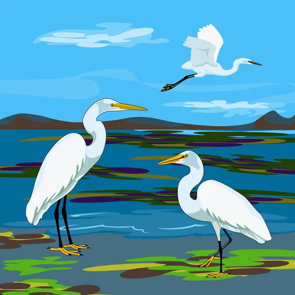 Grande Egret (Great White Heron ) — Vetor de Stock