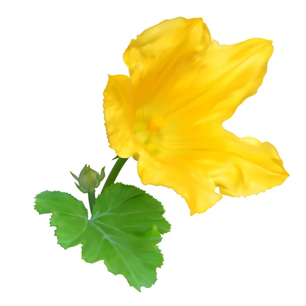 Yellow zucchini flower — Stock Vector