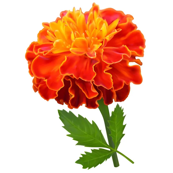 Oranžový měsíček květ — Stockový vektor