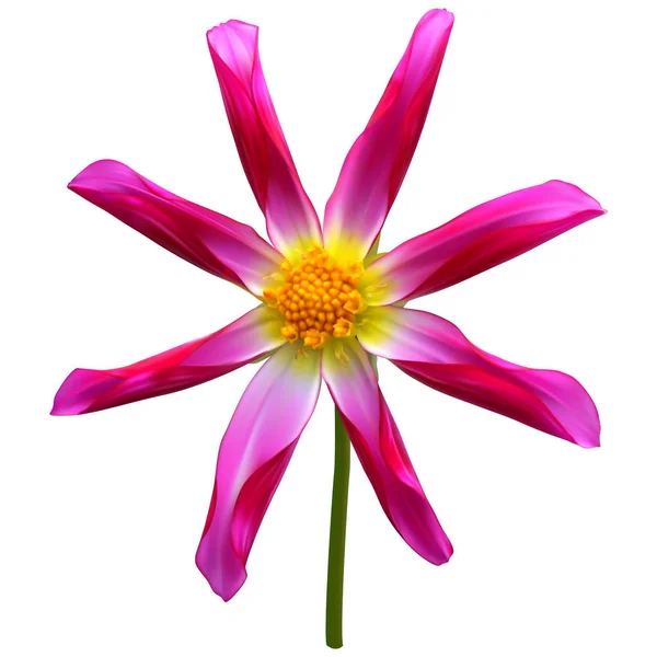Pink dahlia flower — Stock Vector